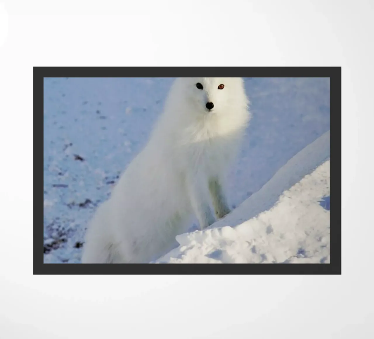 Arctic Fox zerbino da EyeEm Mobile GmbH