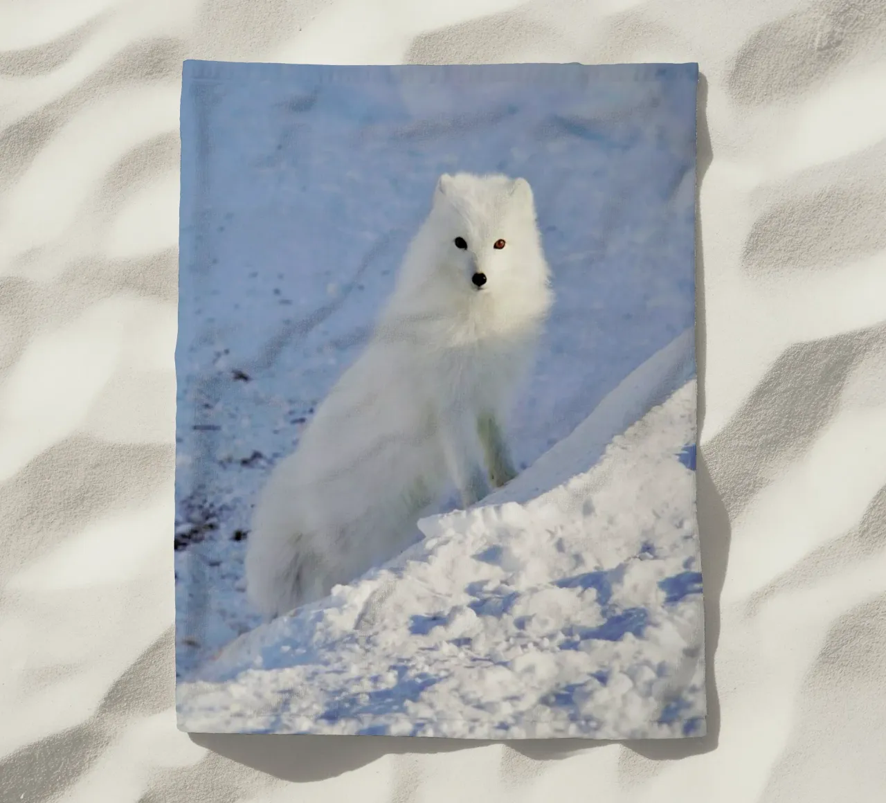 Arctic Fox telo mare da EyeEm Mobile GmbH