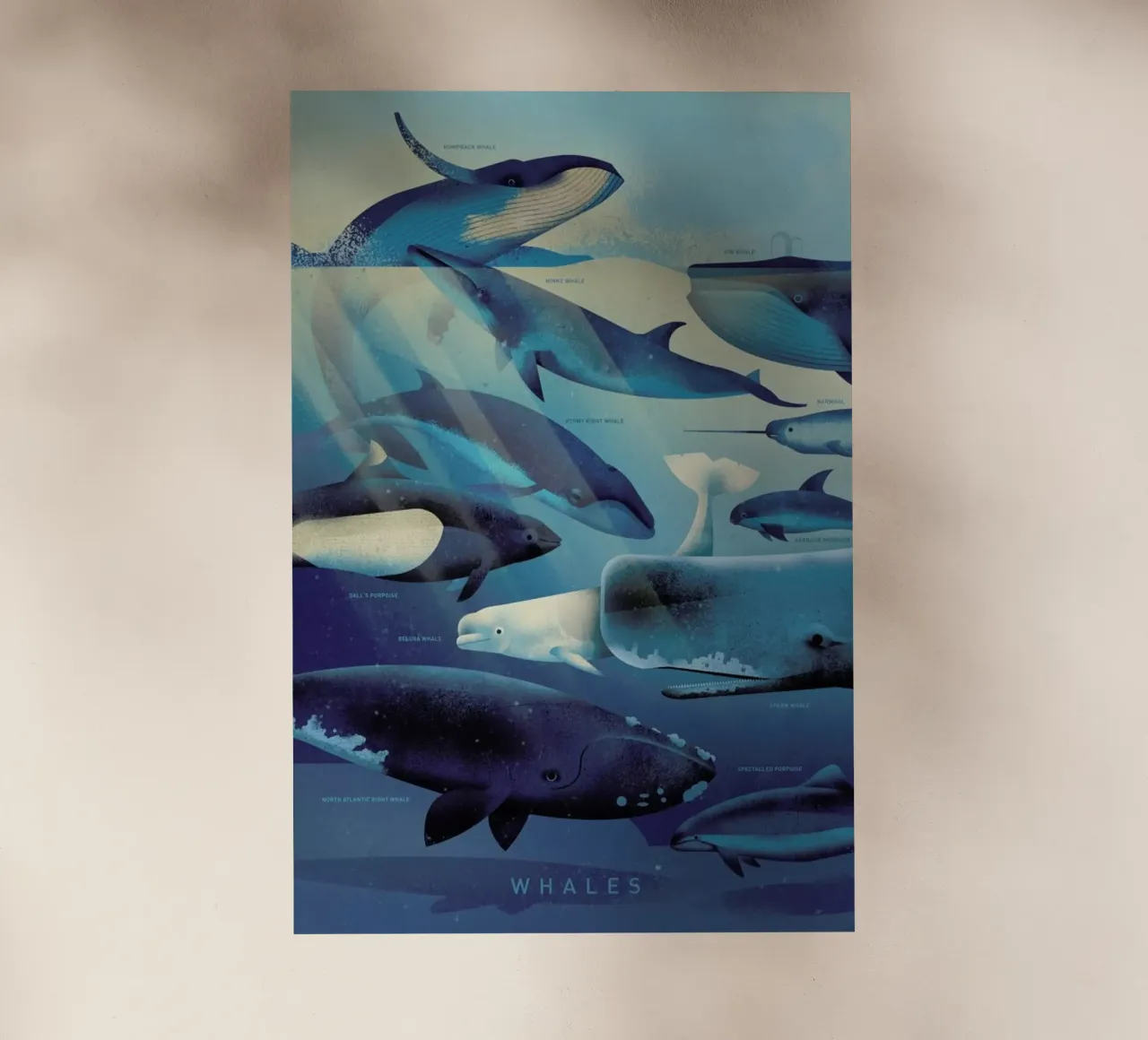 Whales pellicola backlit da Dieter Braun