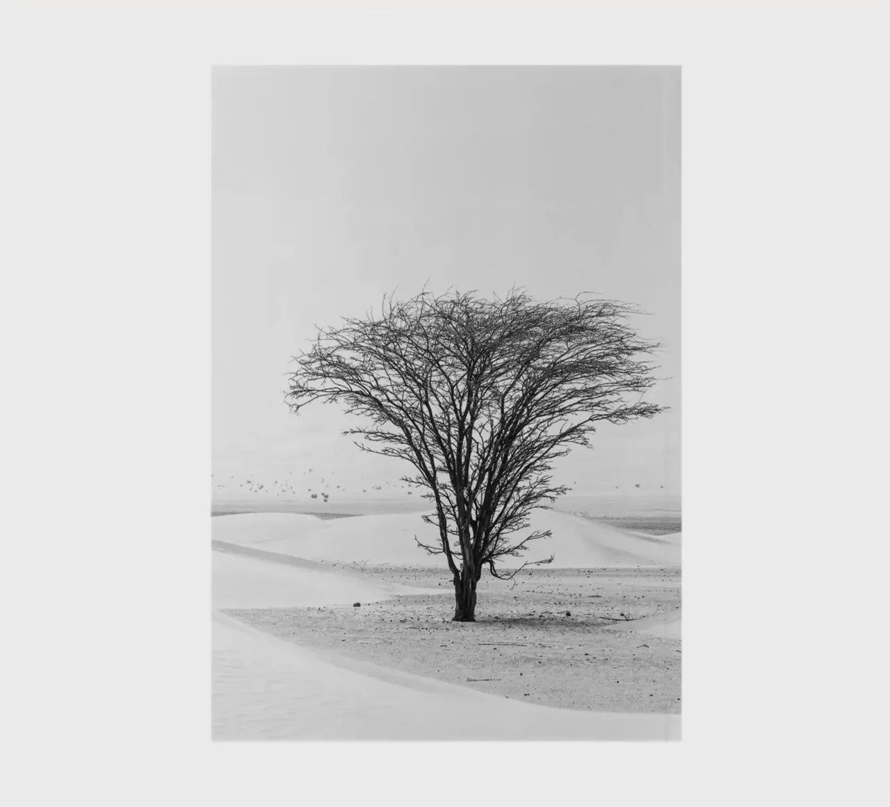 Lonely tree in the desert diario da photolovers