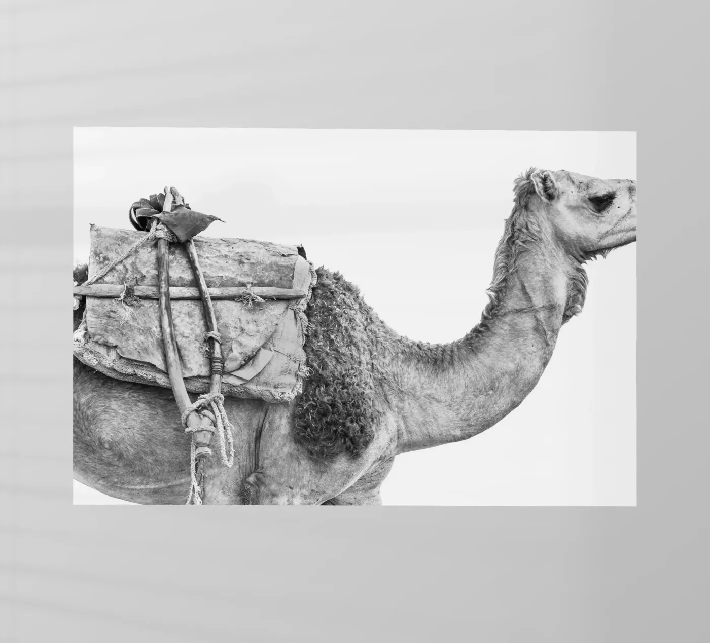 Camel Backlit Folie von photolovers