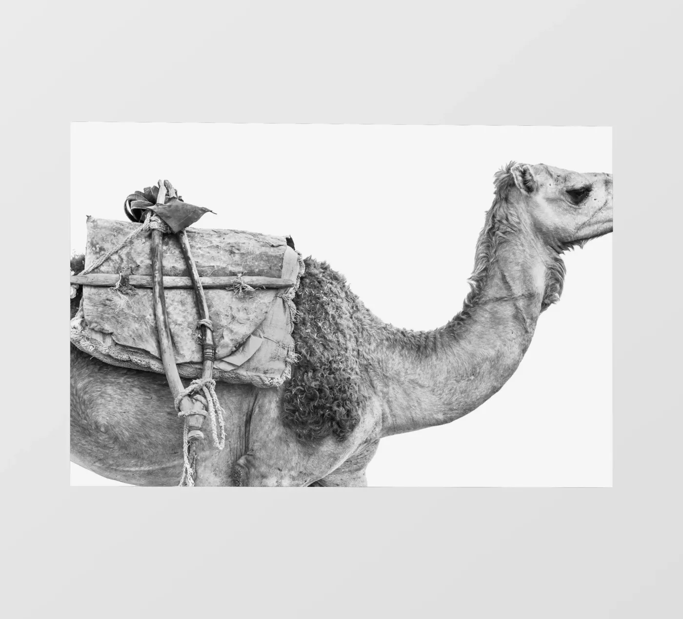 Camel Backlit Folie von photolovers