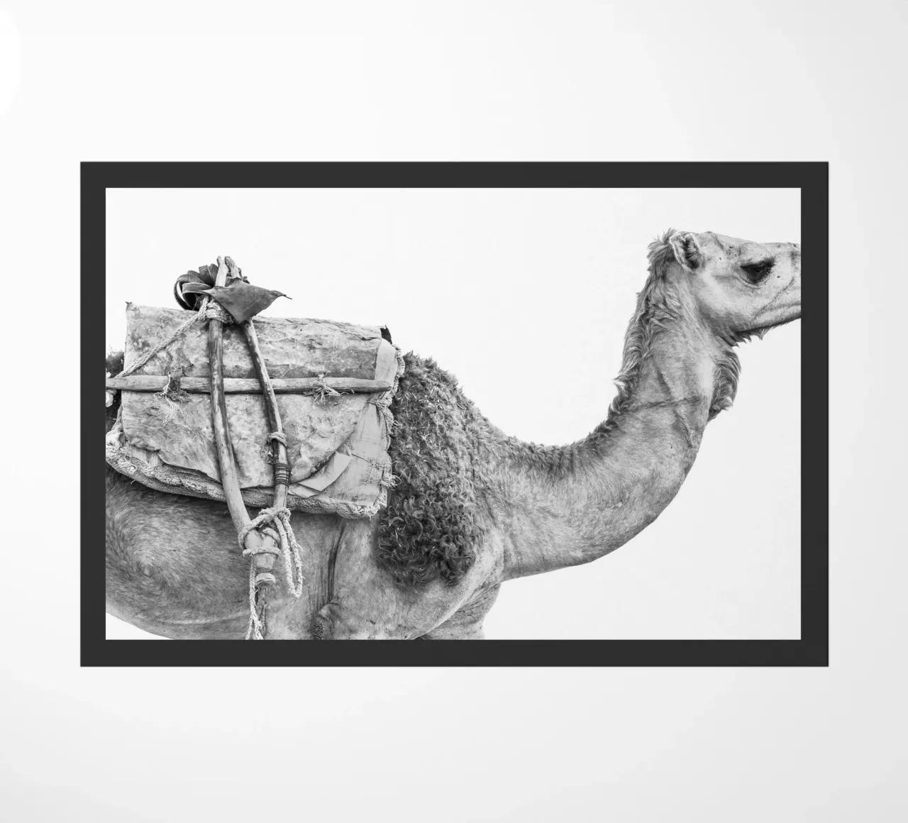 Camel zerbino da photolovers