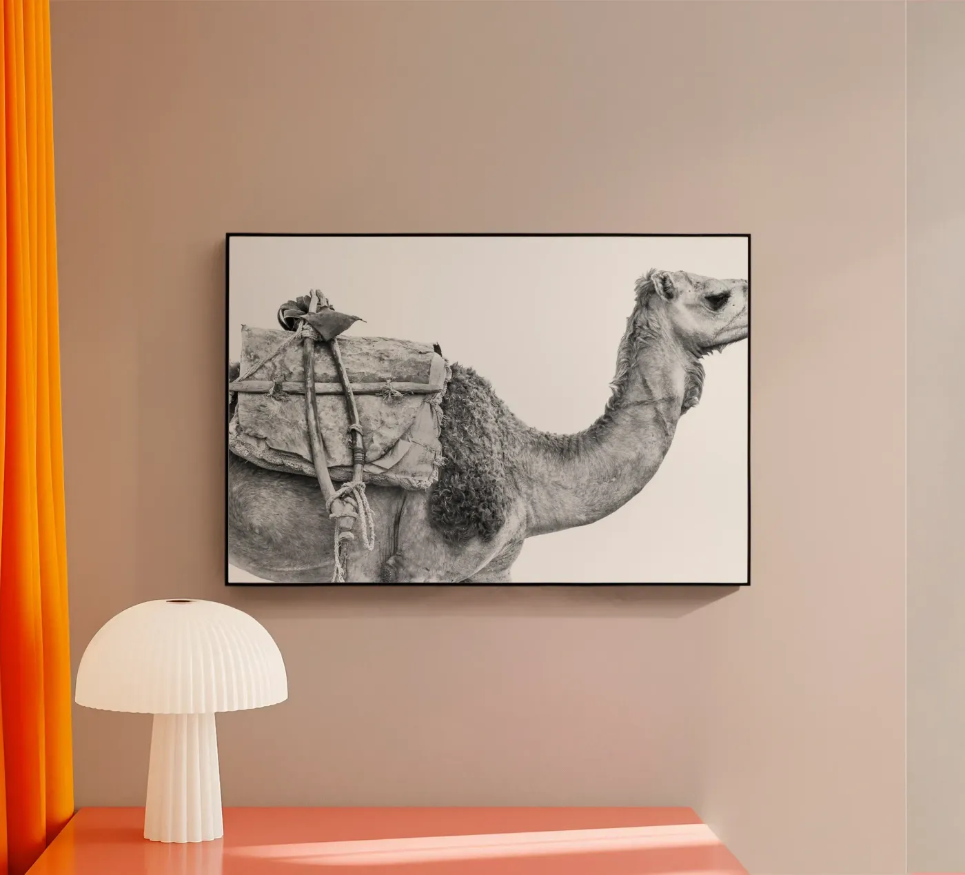 Camel plexiglass da photolovers