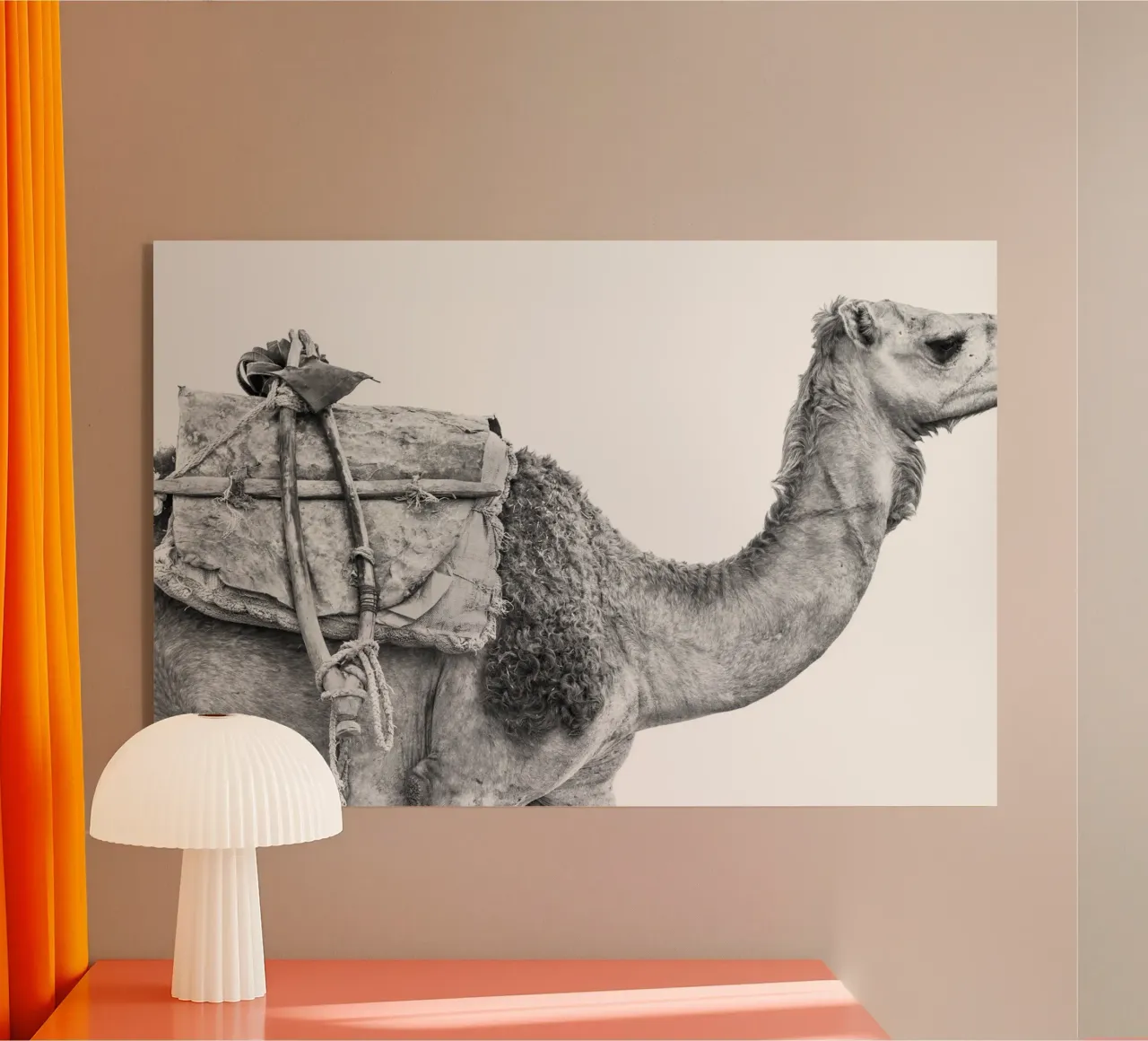 Camel plexiglas de photolovers