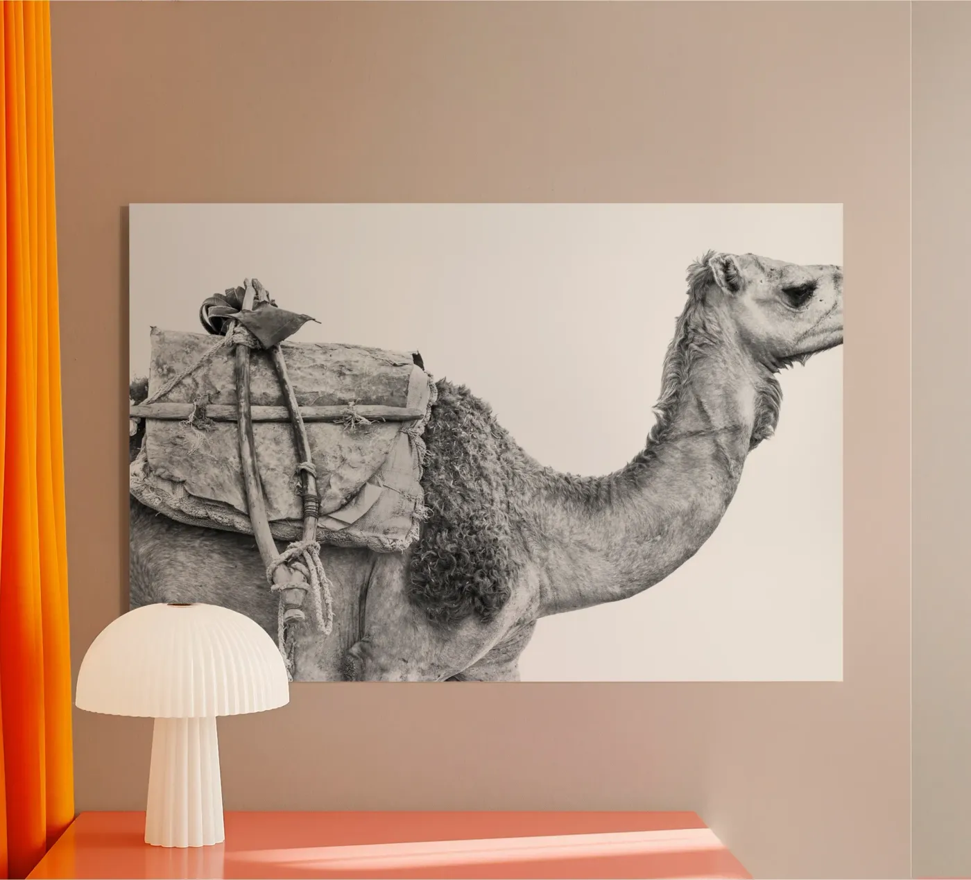 Camel plexiglas de photolovers