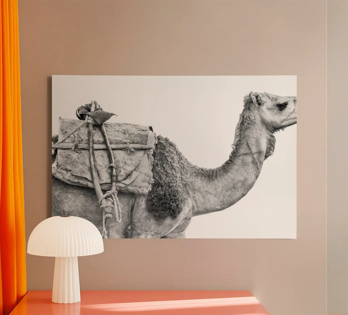 Camel tela da photolovers