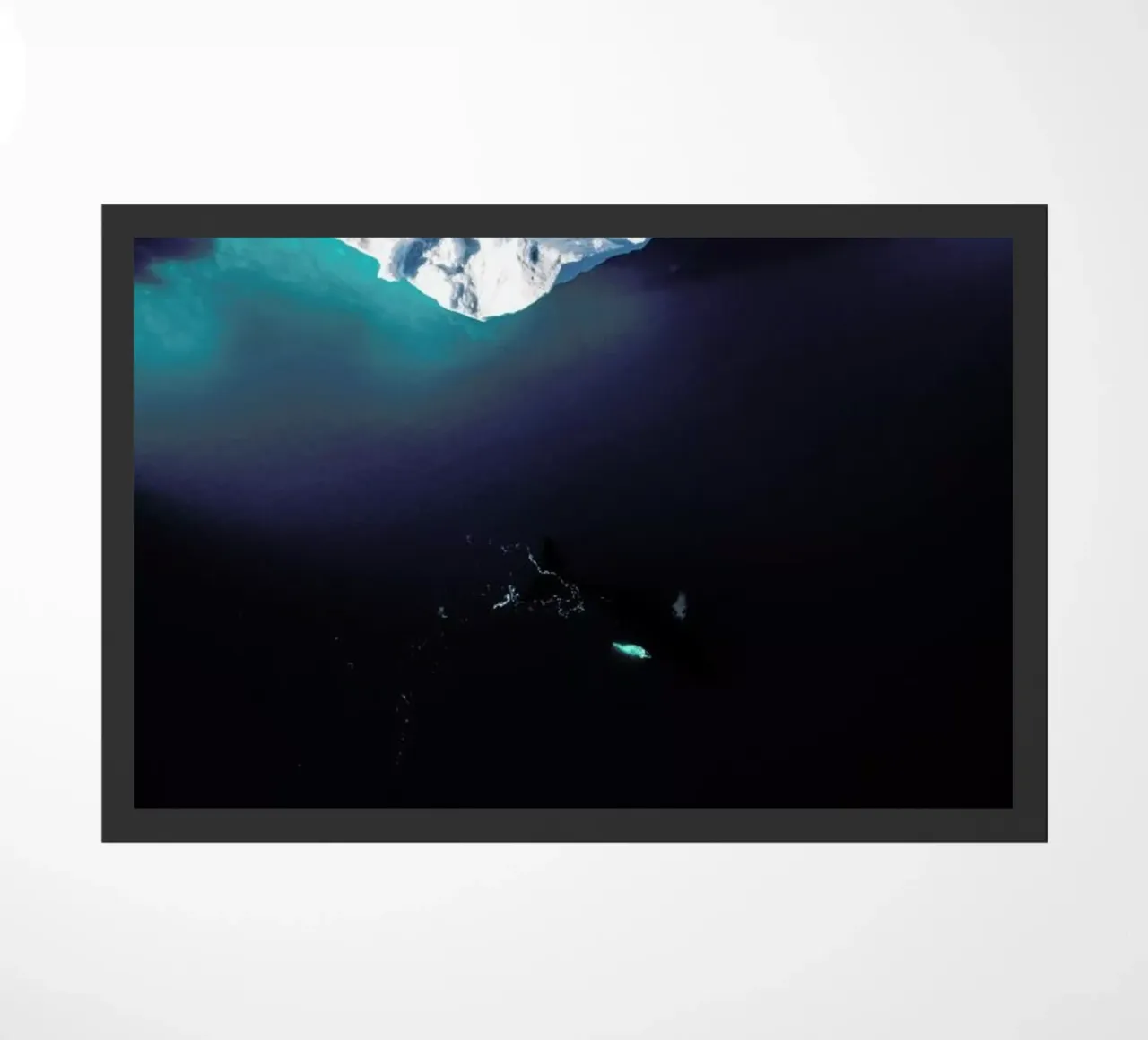 Gliding Through the Deep zerbino da EyeEm Mobile GmbH