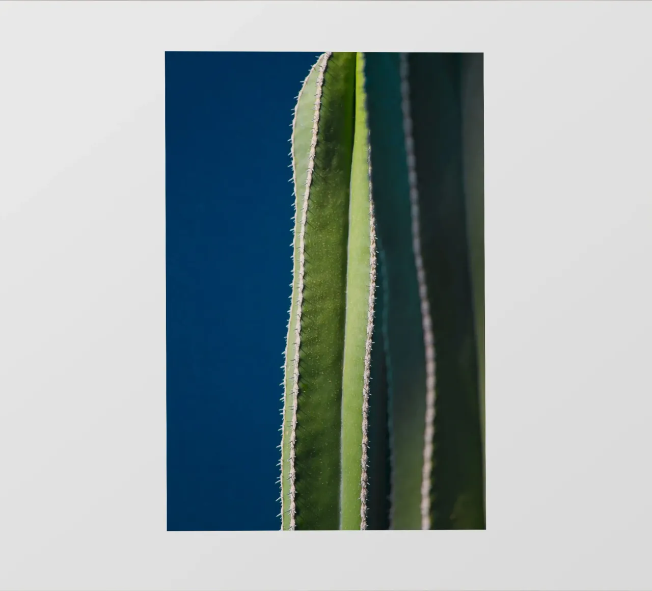 cactus natura pellicola backlit da Earthly Visions