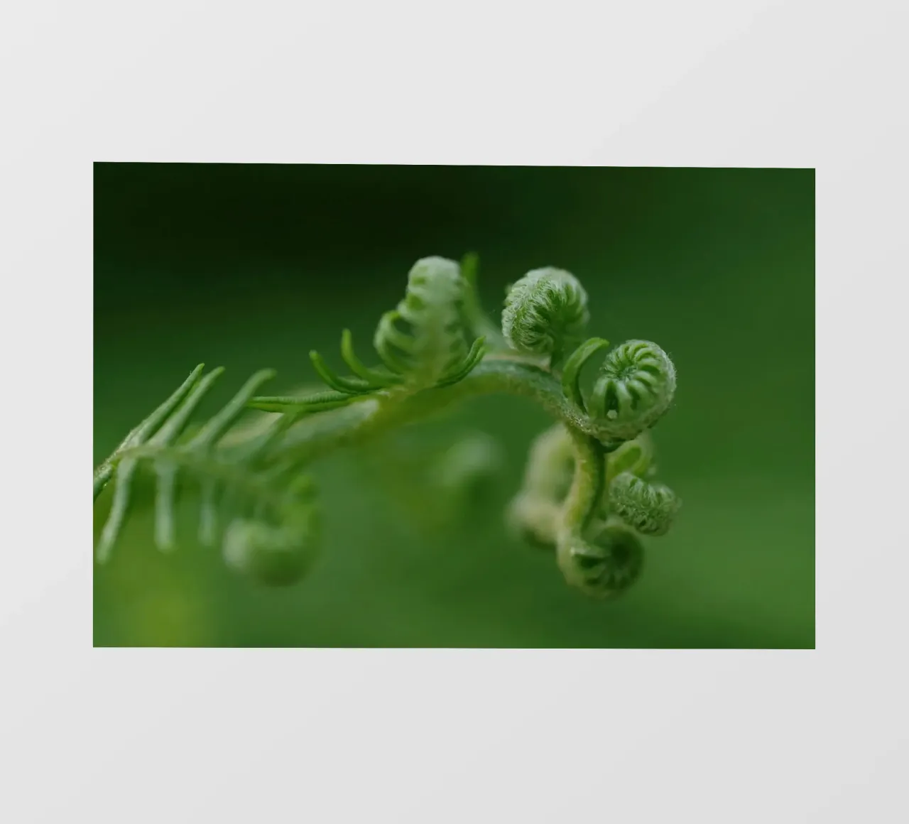 Farnspiralen Fototapete von Earthly Visions