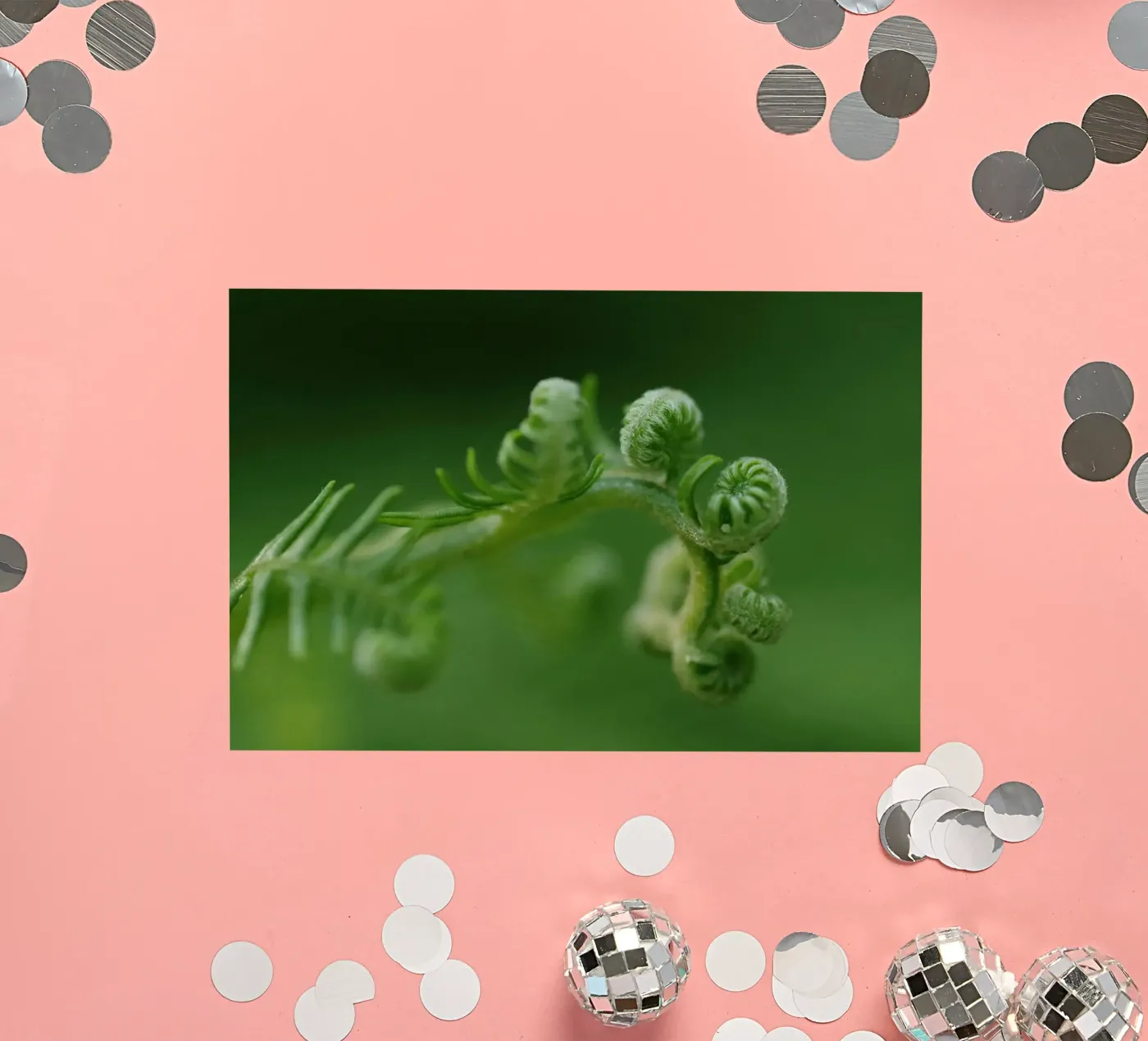 fern spirals sticker by Earthly Visions