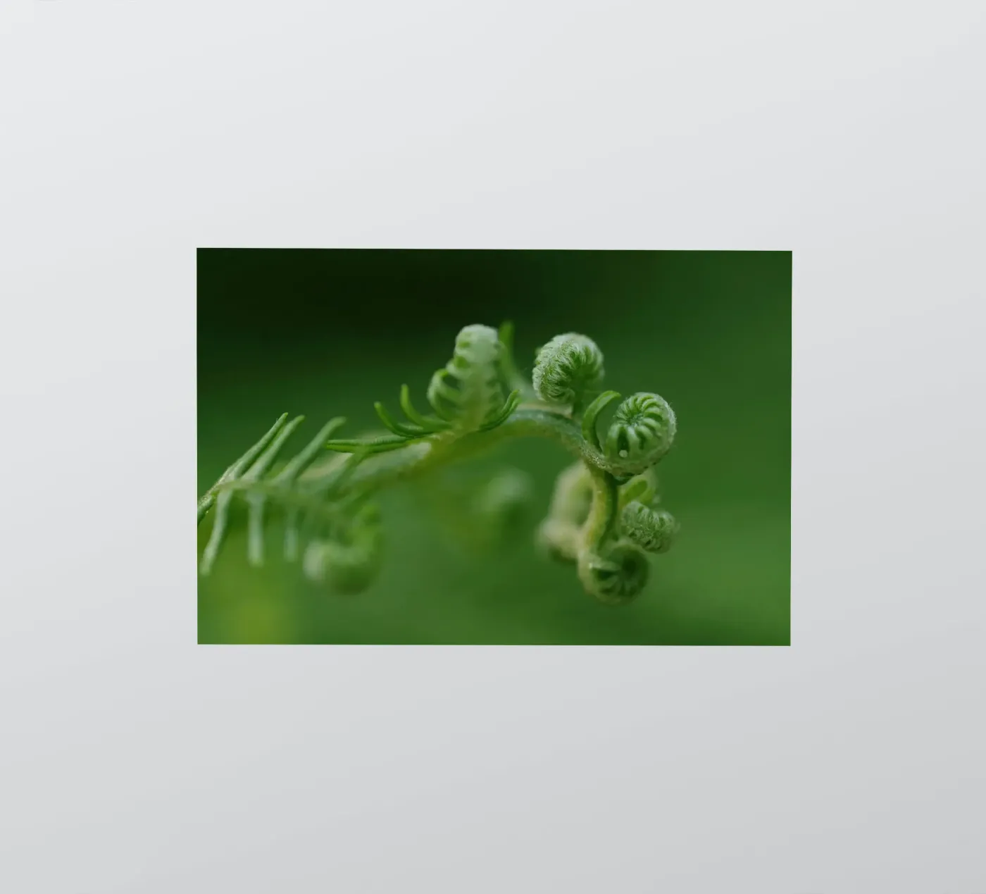 fern spirals sticker by Earthly Visions
