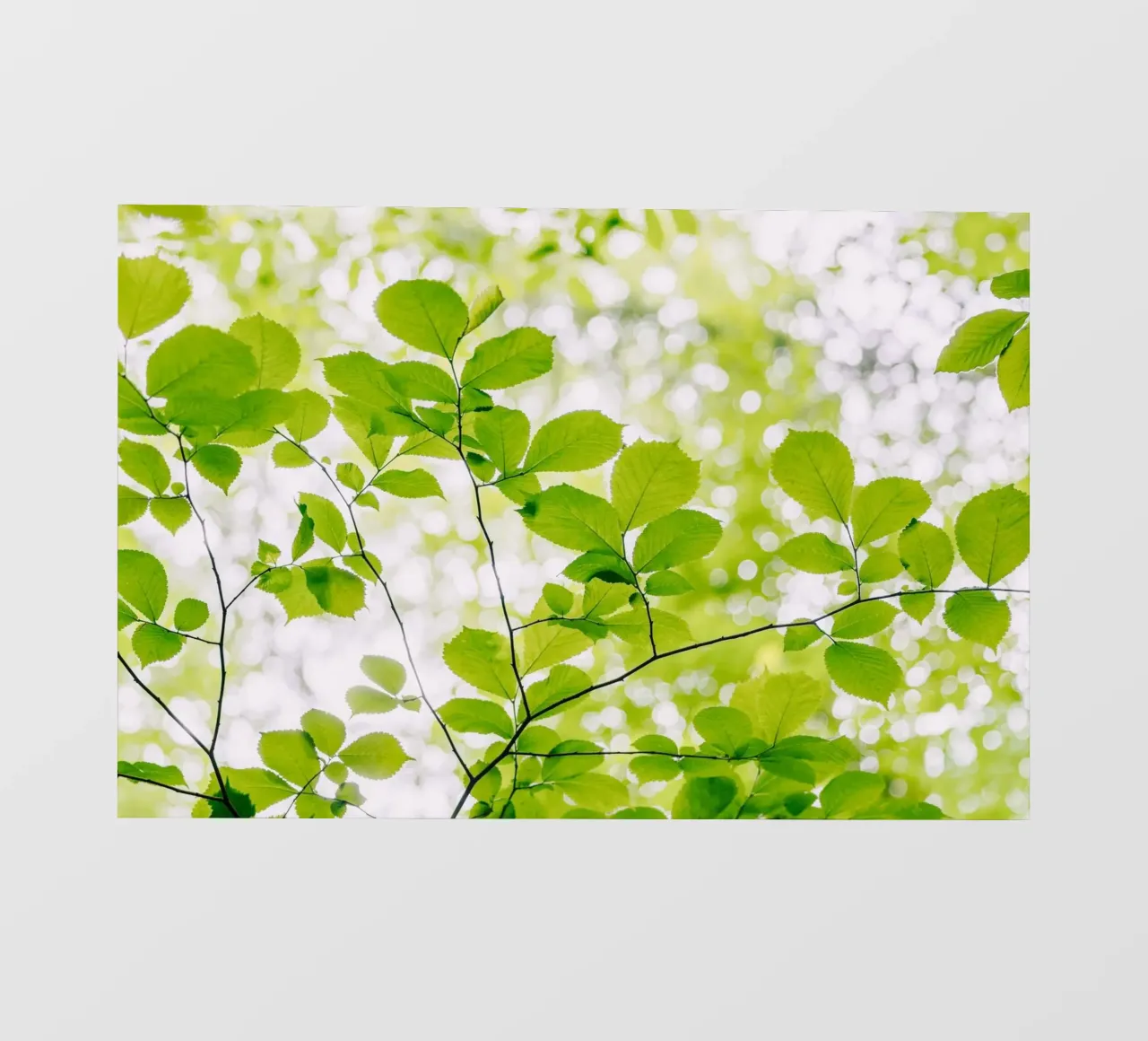 foglie verdi telo in pvc da Earthly Visions