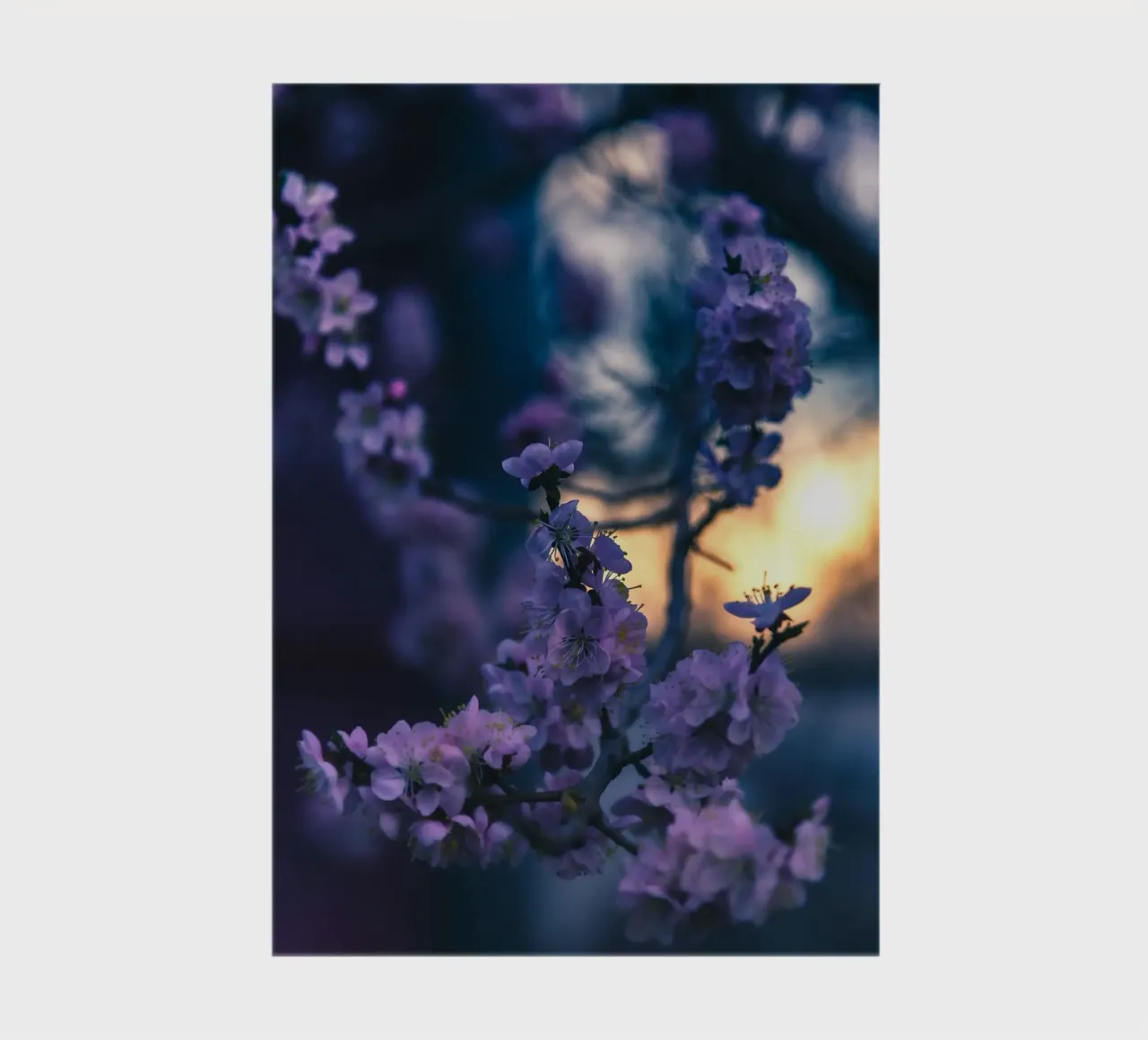fiori di ciliegio diario da Earthly Visions
