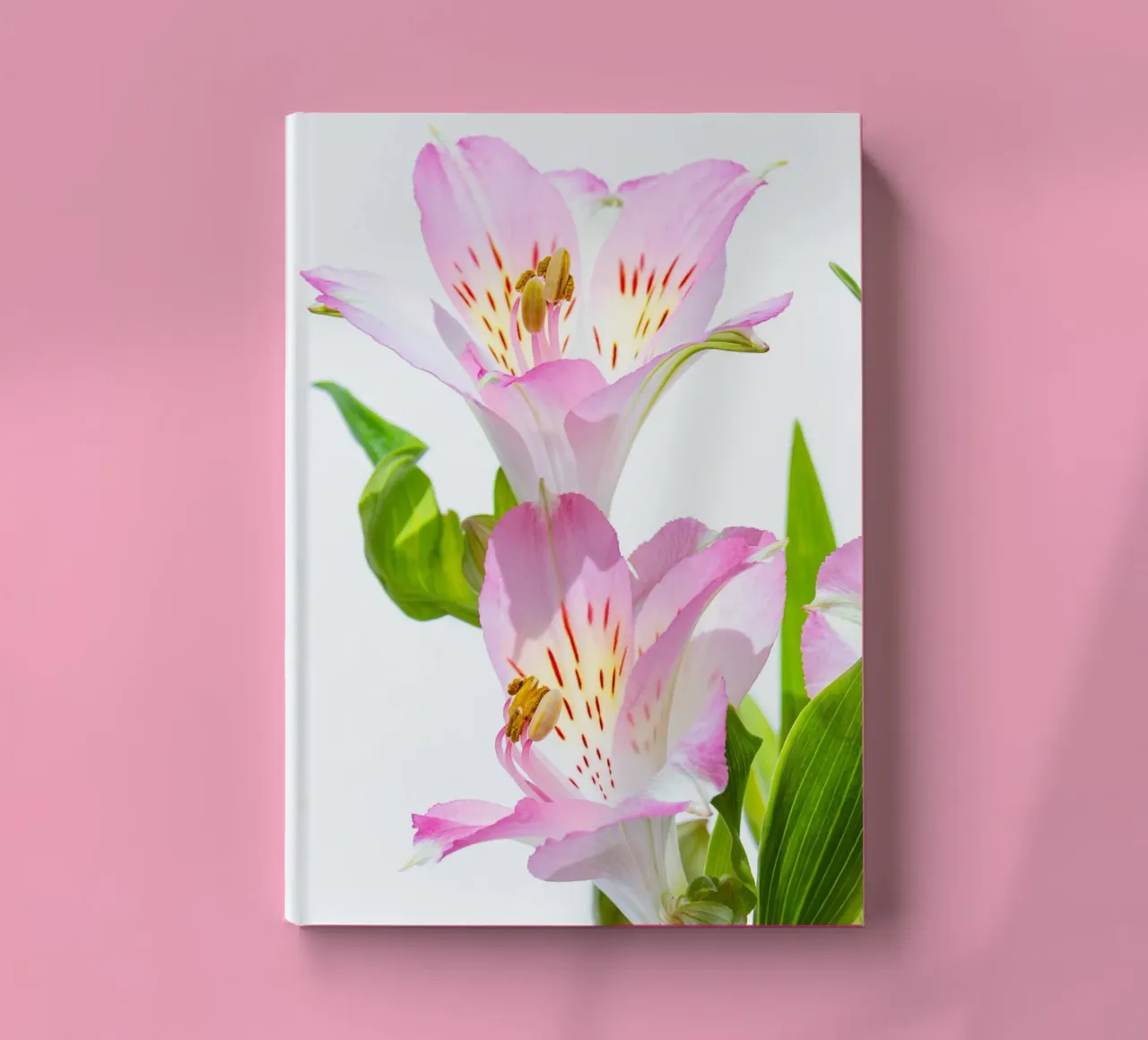 flora studies #5 notebook by rafael campezato