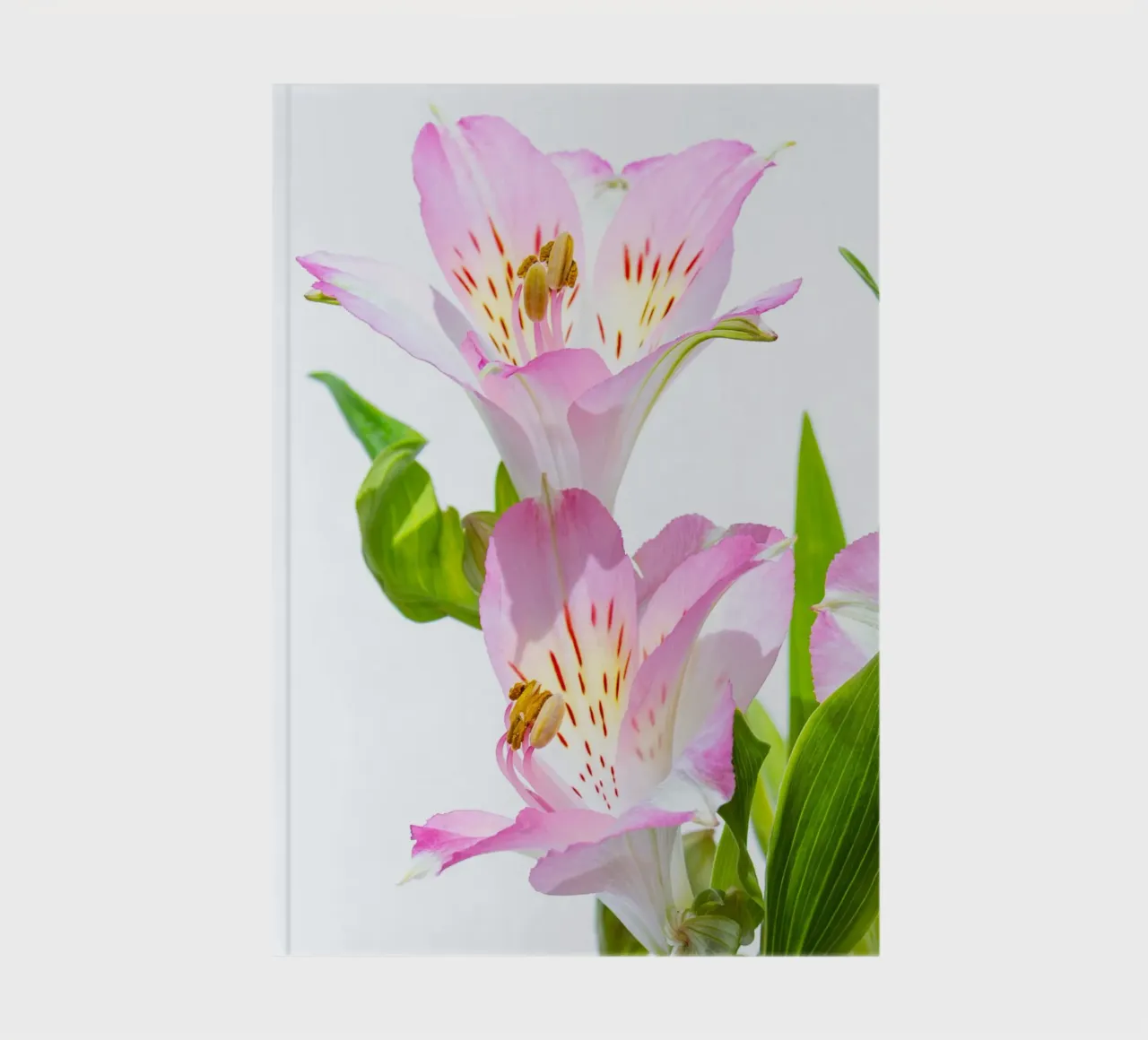 flora studies #5 notebook by rafael campezato