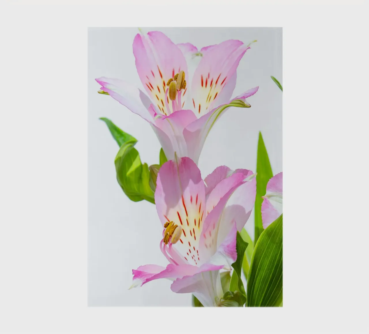 flora studies #5 notebook by rafael campezato