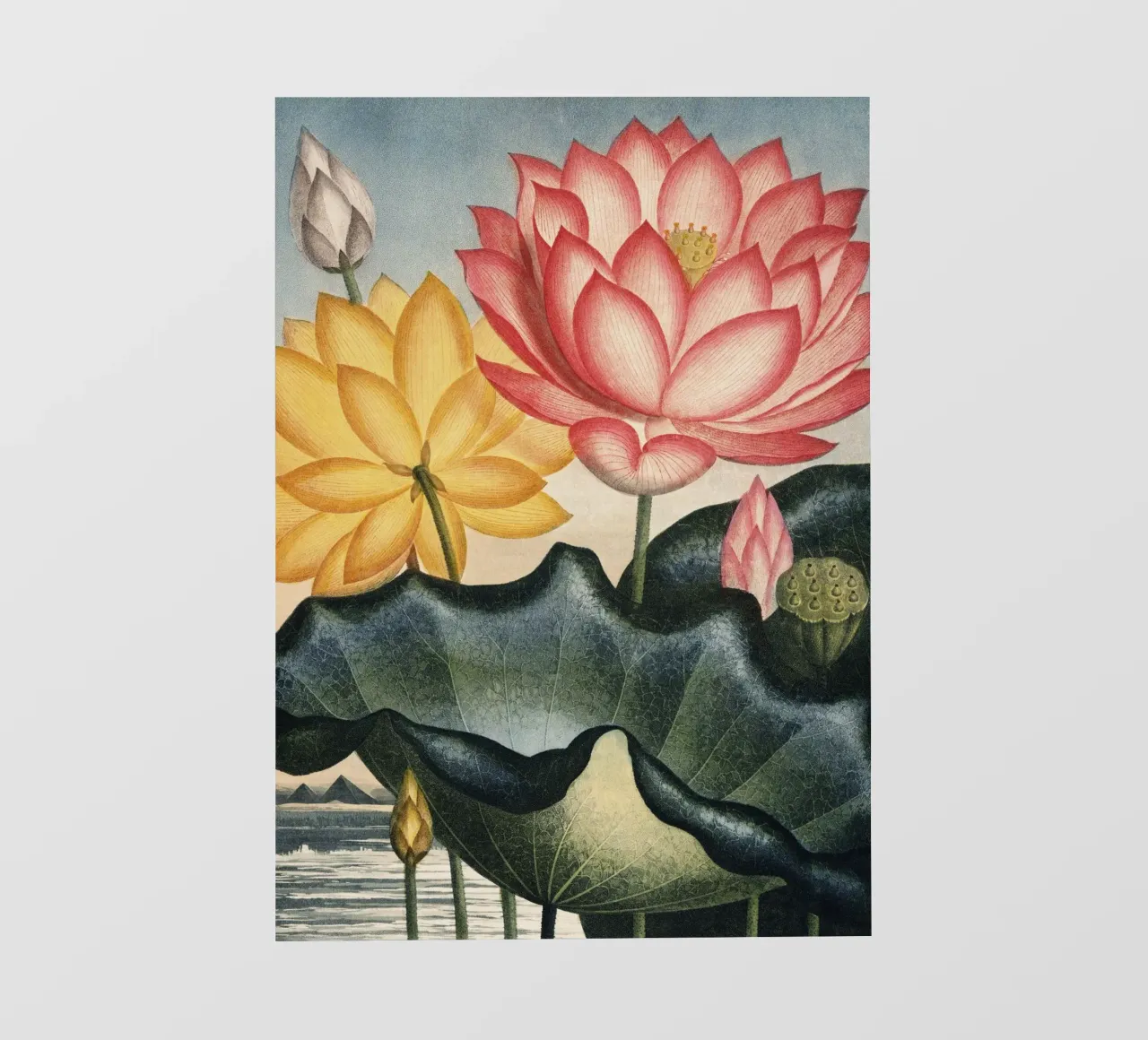 Vintage Thornton 5 Egyptian Bean pellicola backlit da Vintage Print Collection