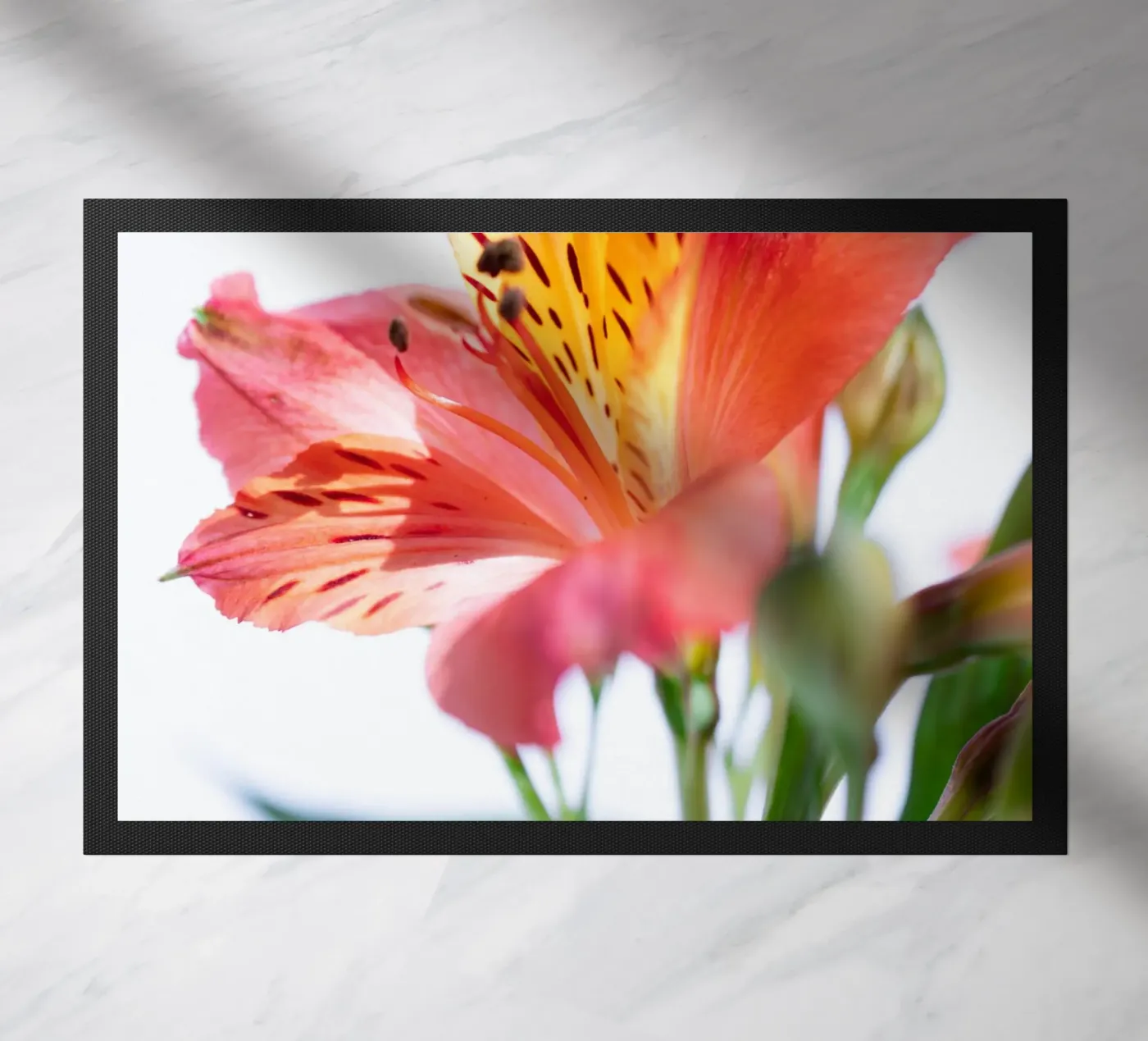 studi sulla flora #7 zerbino da rafael campezato