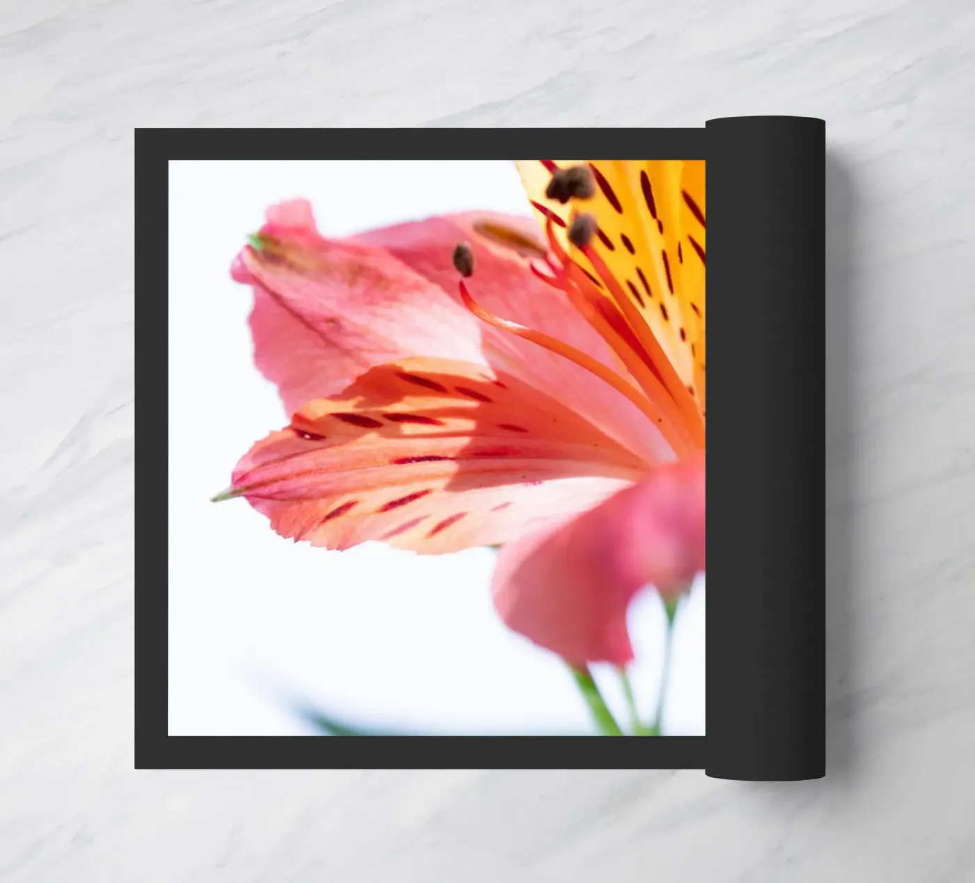 studi sulla flora #7 zerbino da rafael campezato