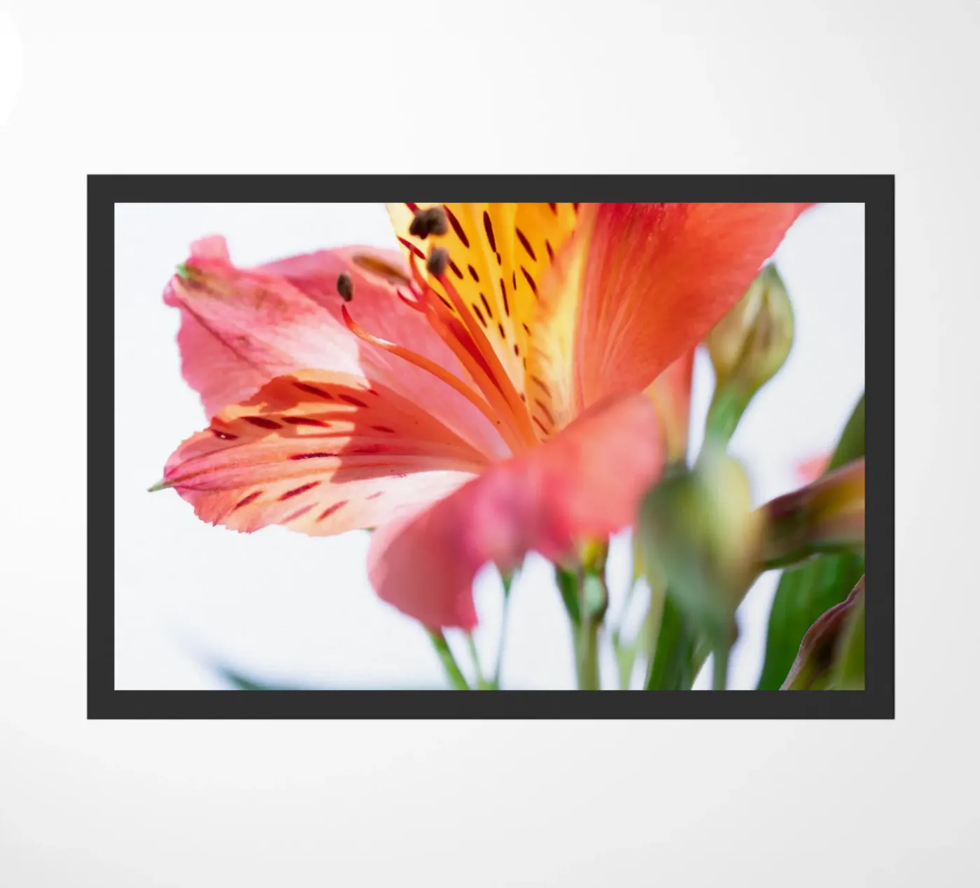 studi sulla flora #7 zerbino da rafael campezato