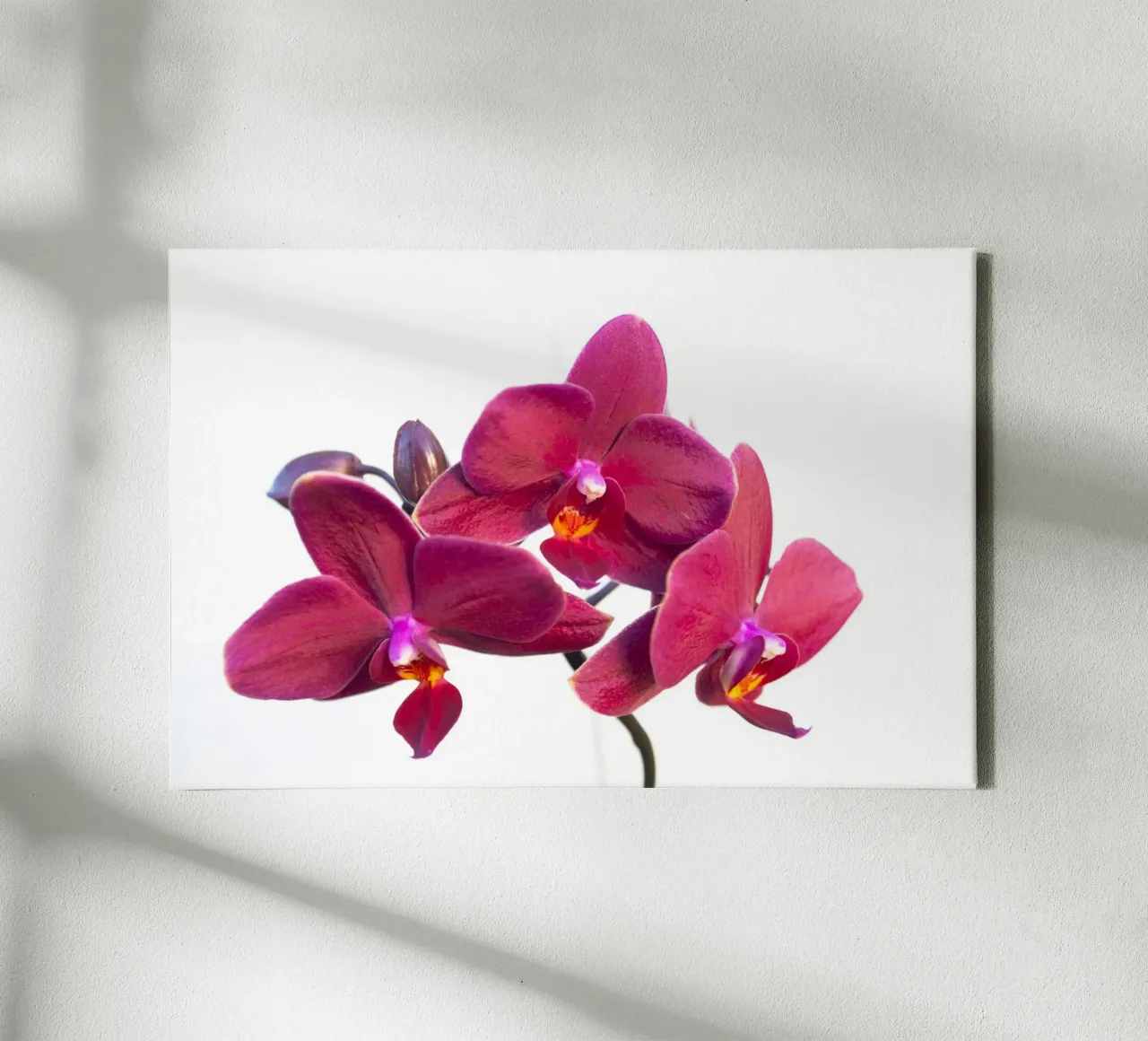 Orchidea di velluto tela con Cornice a cassetta da Bold Blooms