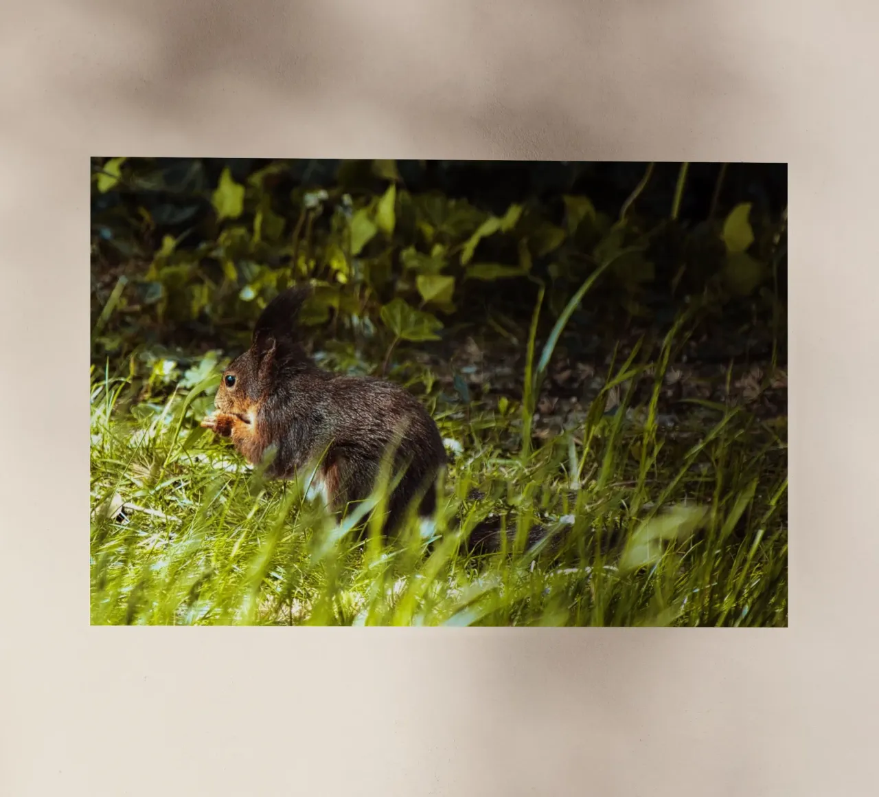 Eichhörnchen Natur im Wald Backlit Folie von animal story home