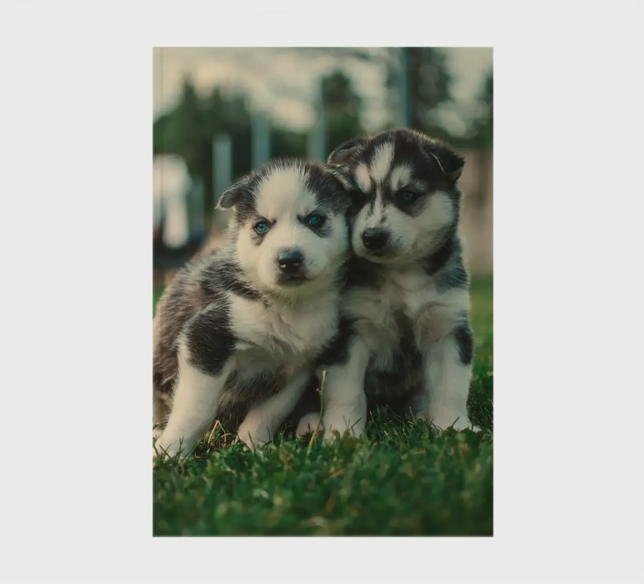 puppies double notebook by animal story home