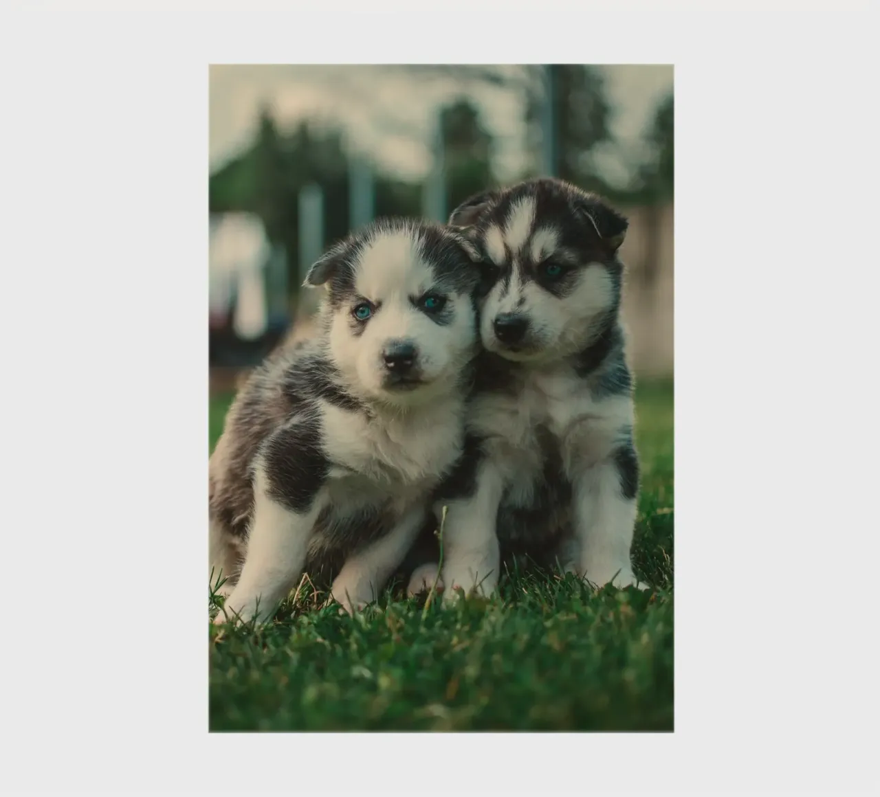 puppies double notebook by animal story home