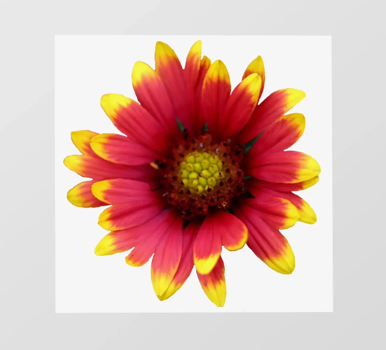 Fiore macro telo in pvc da Bold Blooms