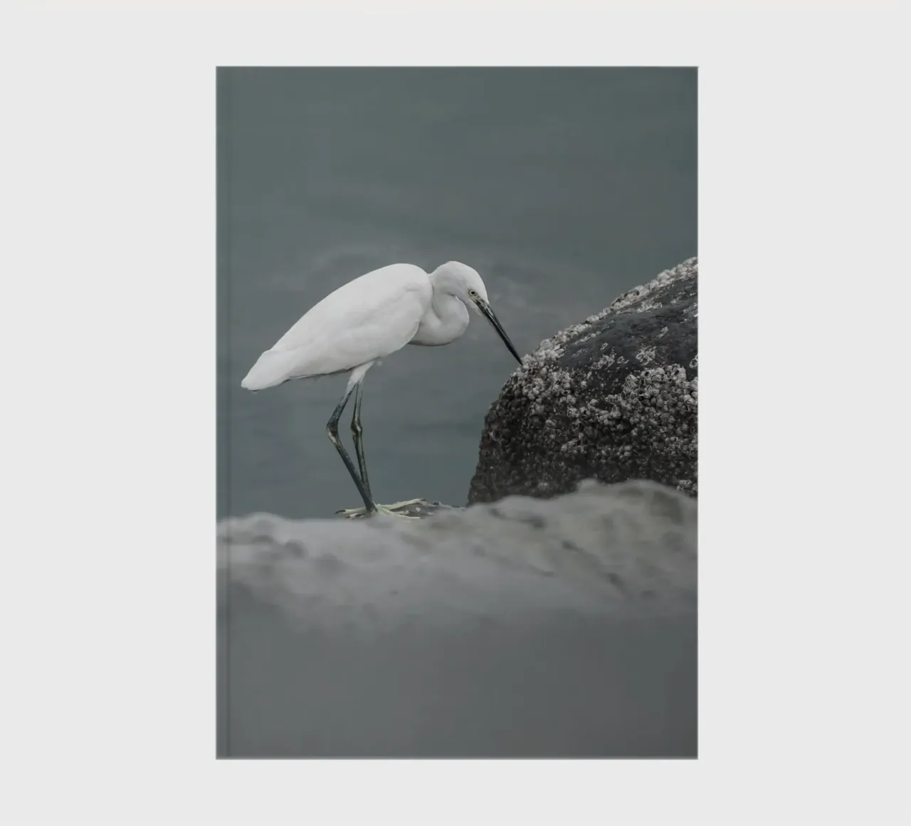 egret bird wildlife notebook by animal story home