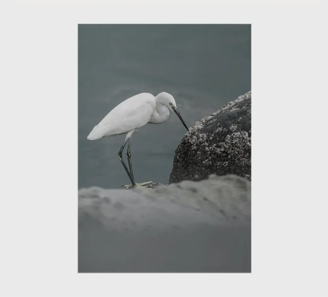 egret bird wildlife notebook by animal story home