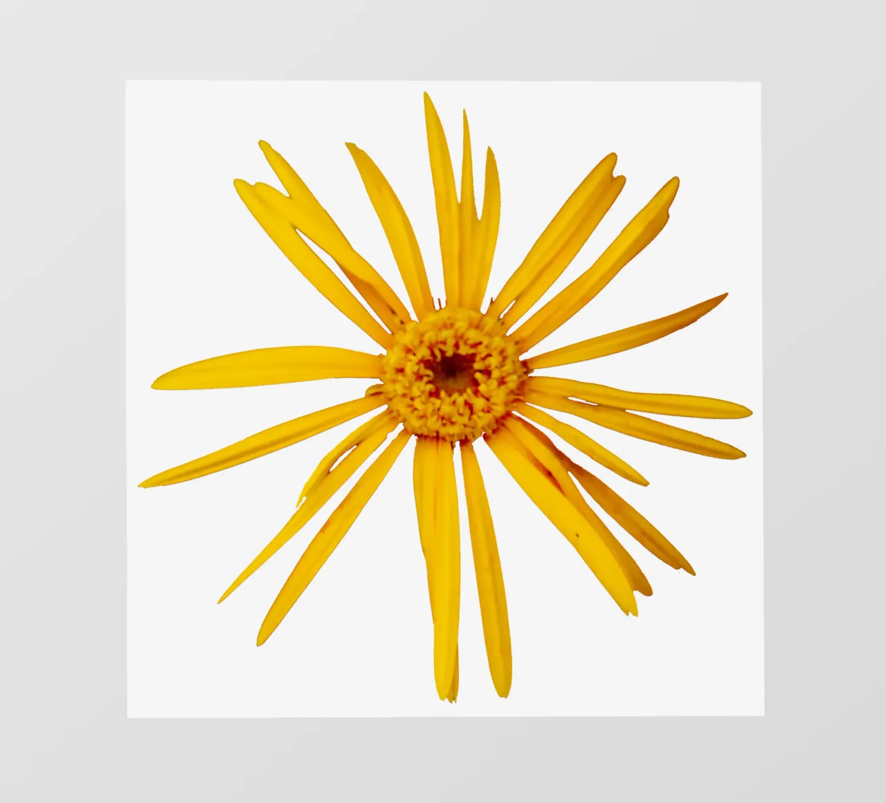Fiore macro telo in pvc da Bold Blooms