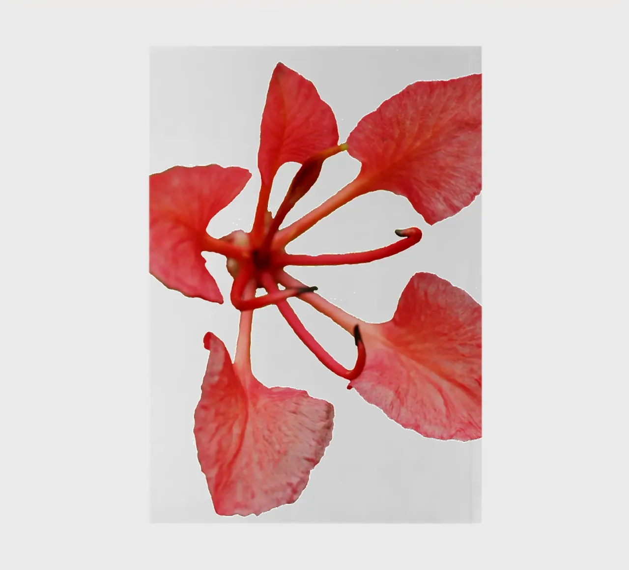 Macro Flower notebook by Bold Blooms