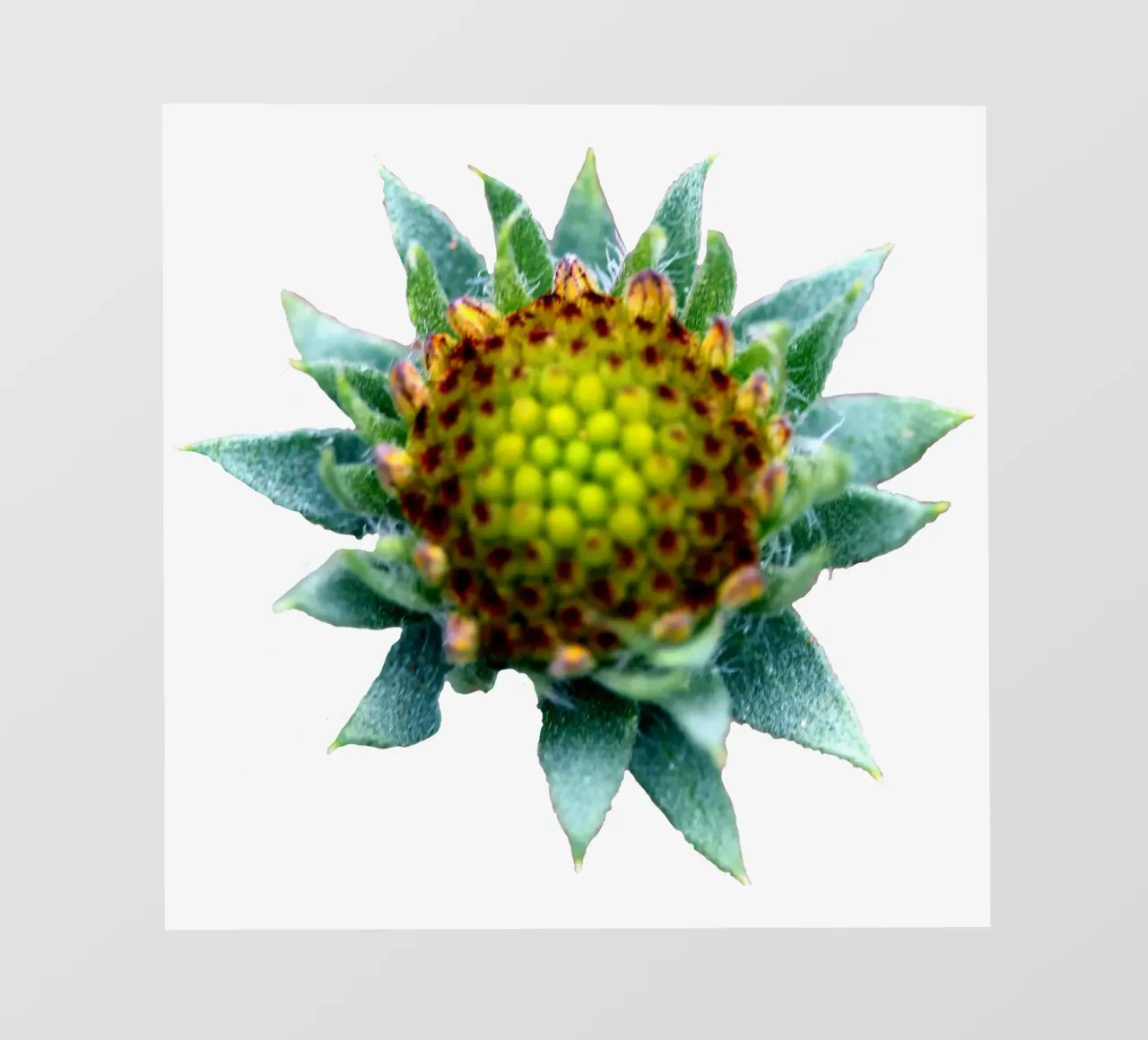 Fiore macro telo in pvc da Bold Blooms