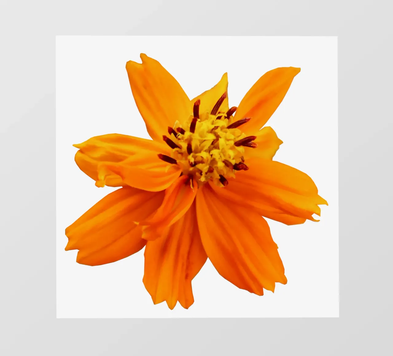 Fiore macro telo in pvc da Bold Blooms