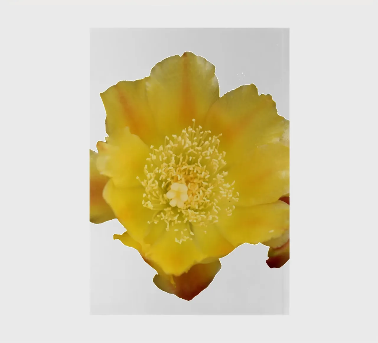 Macro Flower notebook by Bold Blooms