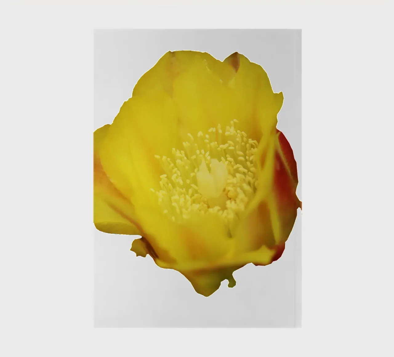 Macro Flower notebook by Bold Blooms