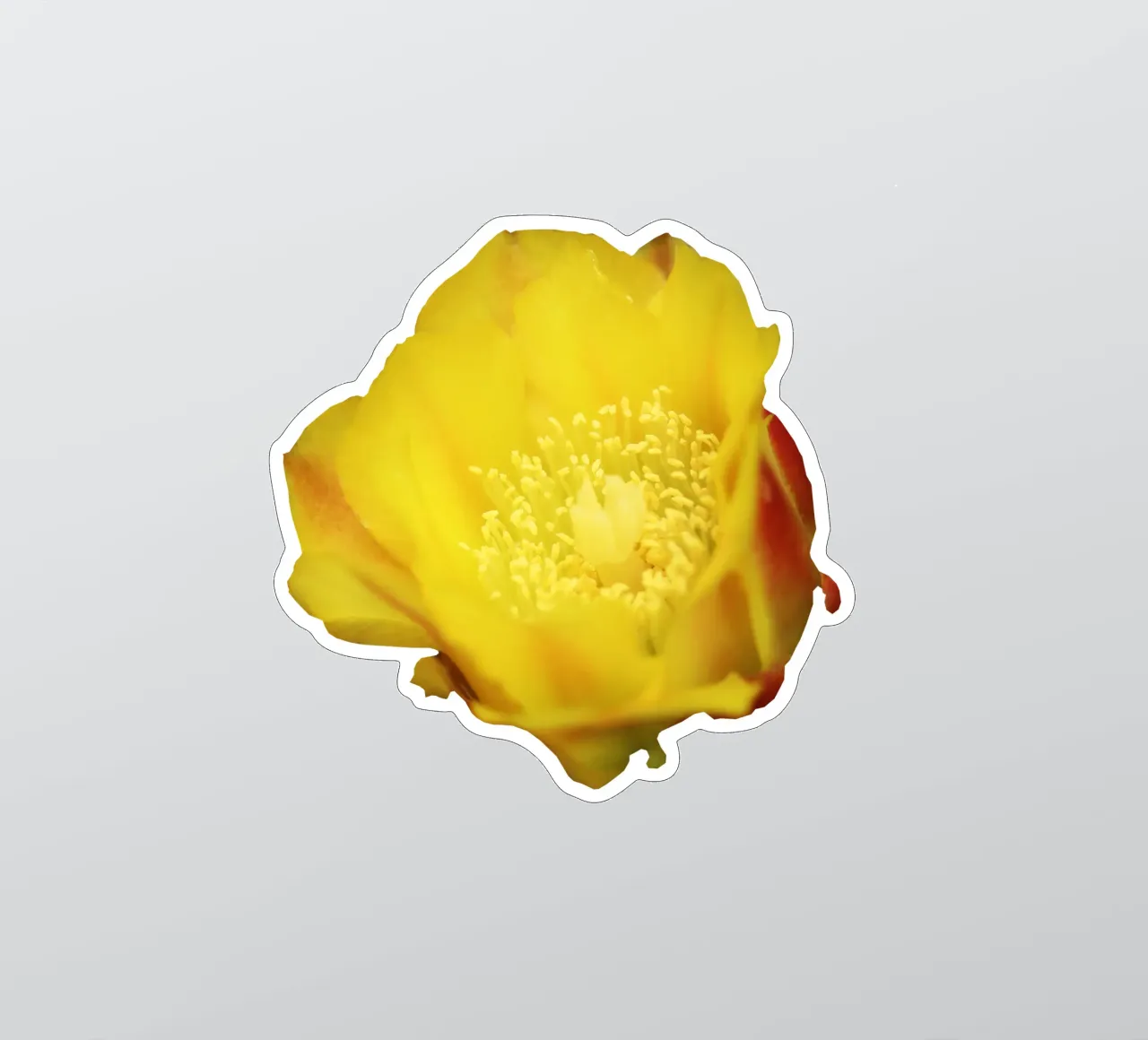 Fiore macro adesivo da Bold Blooms