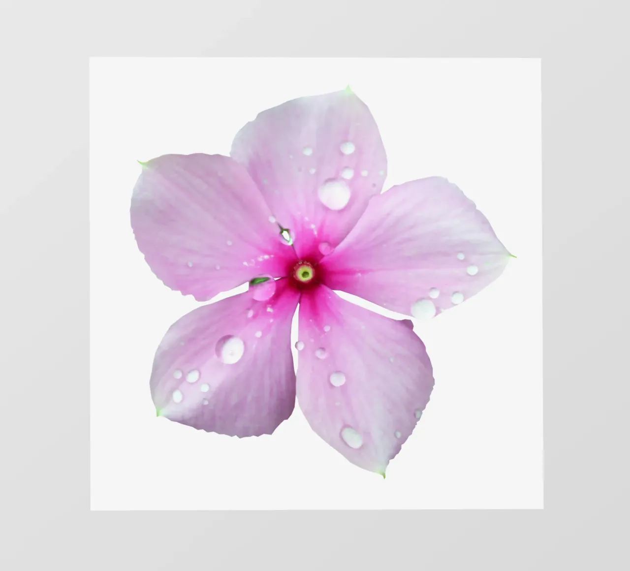 Fiore macro telo in pvc da Bold Blooms