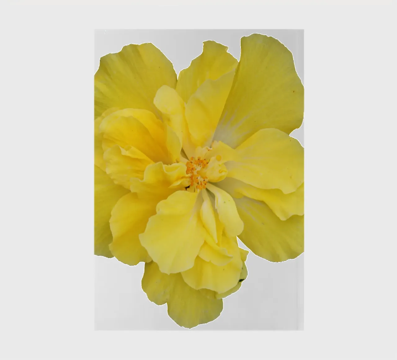 Macro Flower notebook by Bold Blooms