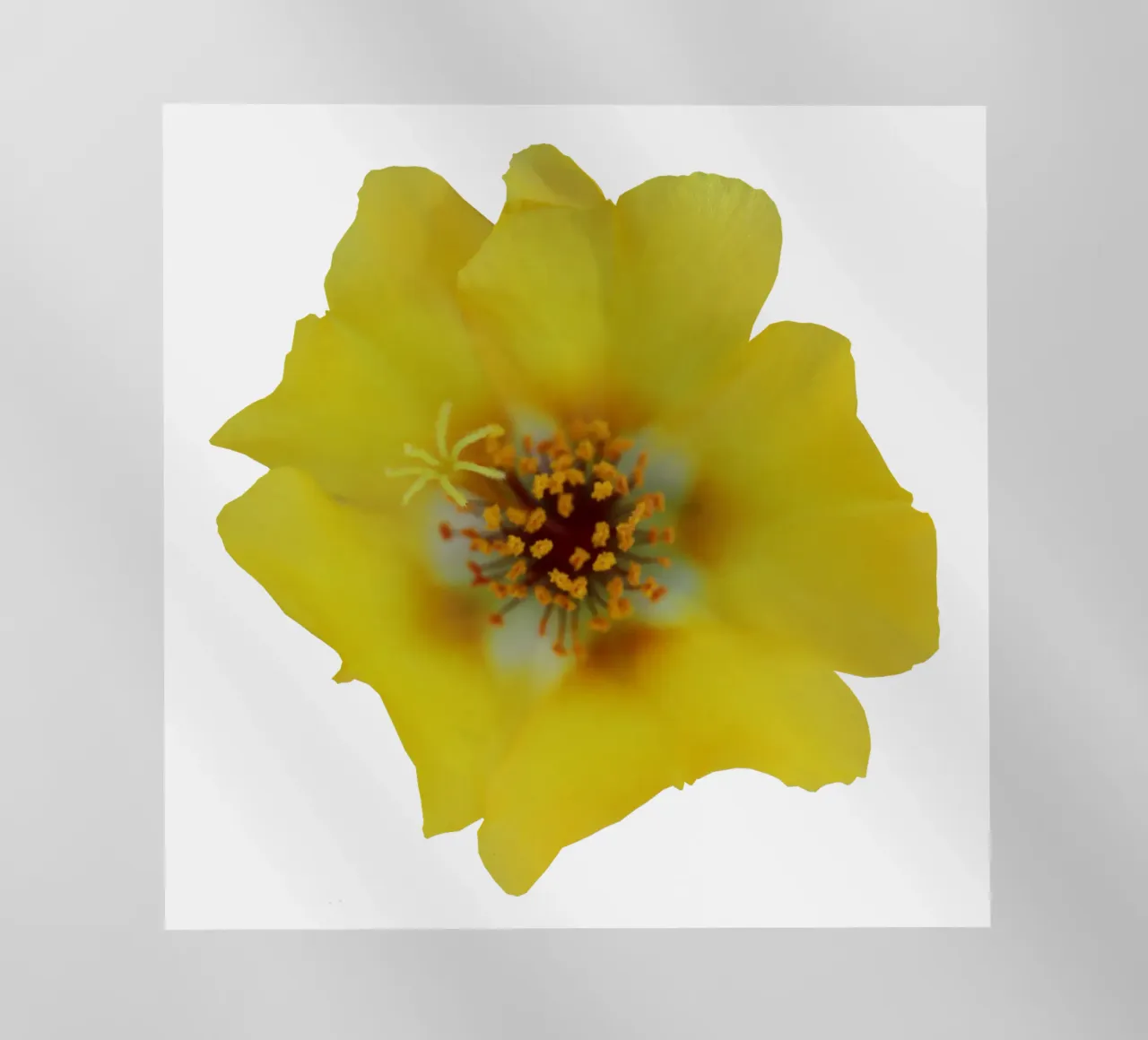 Fiore macro pellicola backlit da Bold Blooms
