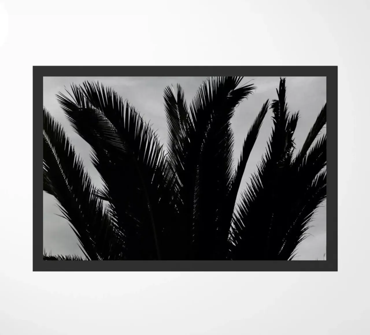 Soft Palms zerbino da Sebastian Hilgetag