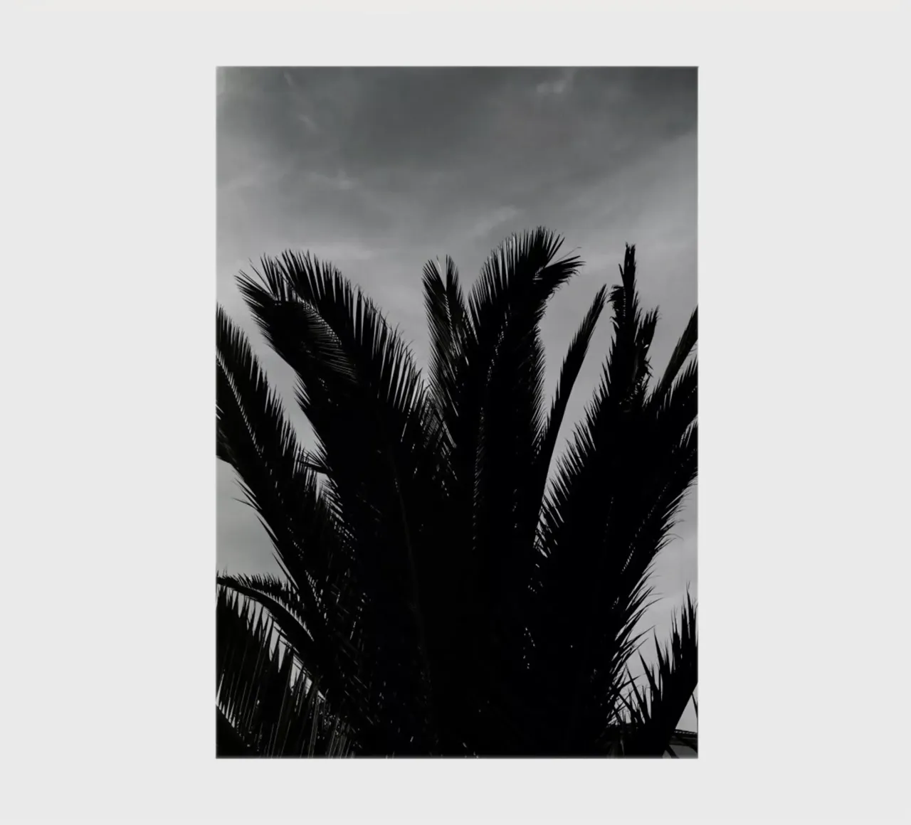 Soft Palms notebook by Sebastian Hilgetag