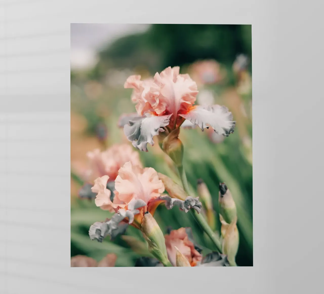 fiori di iris pellicola backlit da Earthly Visions