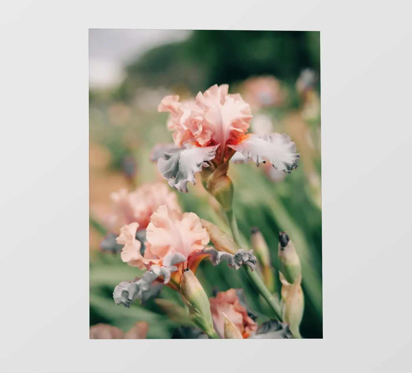 iris flowers fotobehang van Earthly Visions