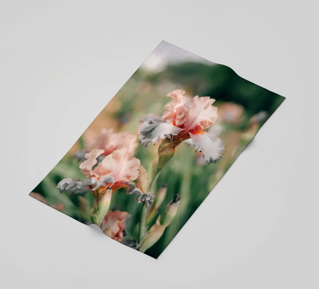 iris flowers telo mare da Earthly Visions