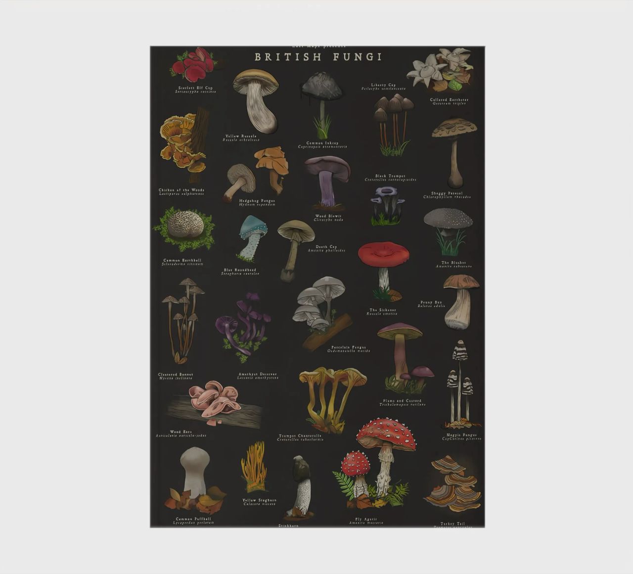 Mushrooms notebook by Danielle Shop