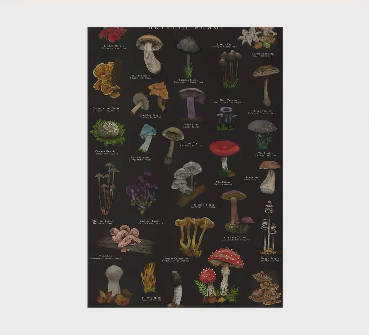 Mushrooms notebook by Danielle Shop