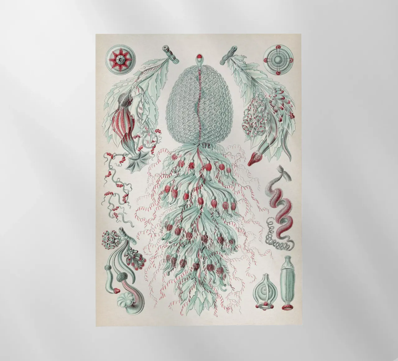 Vintage Haeckel 3 Tafel 59 Staatsquallen pellicola backlit da Vintage Print Collection